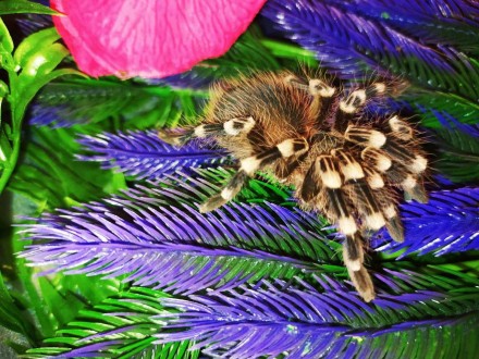 Acanthoscurria geniculata, найпопулярніший і поширений павук-птахоїд свого роду.. . фото 6