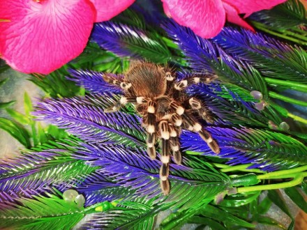 Acanthoscurria geniculata, найпопулярніший і поширений павук-птахоїд свого роду.. . фото 2