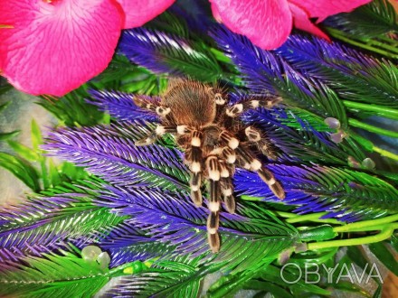 Acanthoscurria geniculata, найпопулярніший і поширений павук-птахоїд свого роду.. . фото 1
