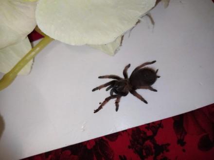
Емілія - ​​барвистий і ефектний павук, а в поєднанні з досить великими розмірам. . фото 3