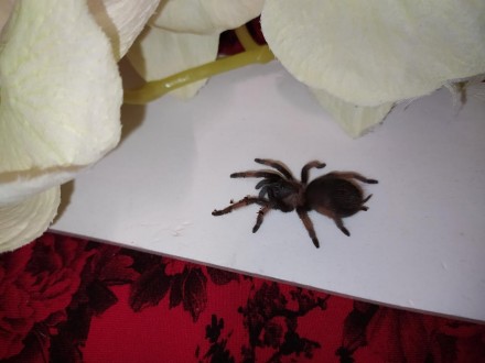 
Емілія - ​​барвистий і ефектний павук, а в поєднанні з досить великими розмірам. . фото 4