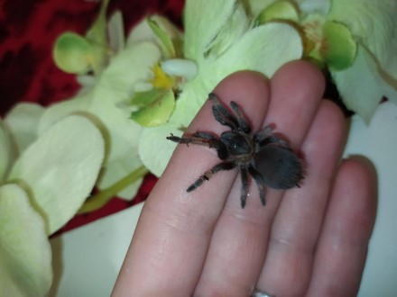 
Емілія - ​​барвистий і ефектний павук, а в поєднанні з досить великими розмірам. . фото 2