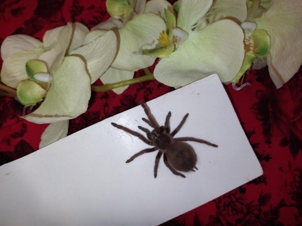 Красивый, крупный паук Lasiodora parahybana или как еще её называют Лошадиный па. . фото 5