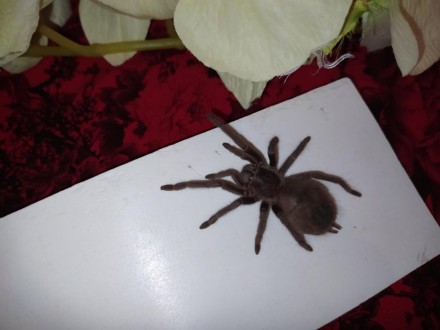 Красивый, крупный паук Lasiodora parahybana или как еще её называют Лошадиный па. . фото 3
