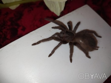 Красивый, крупный паук Lasiodora parahybana или как еще её называют Лошадиный па. . фото 1