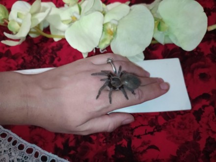 Гарний, великий павук Lasiodora parahybana або як ще її називають Кінський павук. . фото 6