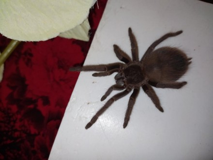 Гарний, великий павук Lasiodora parahybana або як ще її називають Кінський павук. . фото 4