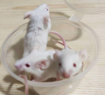 Специально выращенная лабораторная мышь для кормления хищников. Идеальный корм д. . фото 3