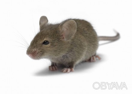 Специально выращенная лабораторная мышь для кормления хищников. Идеальный корм д. . фото 1