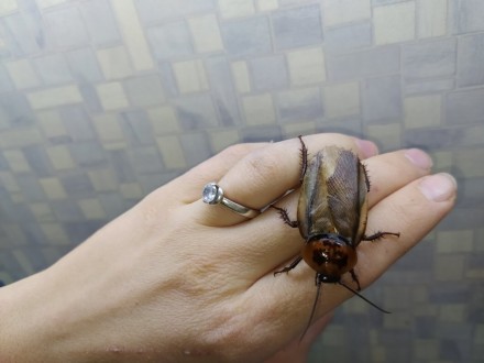 Длина тела таракана Eublaberus posticus 5 см Продолжительность жизни эублаберусо. . фото 5