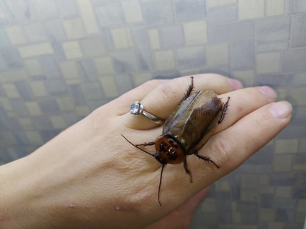Длина тела таракана Eublaberus posticus 5 см Продолжительность жизни эублаберусо. . фото 6