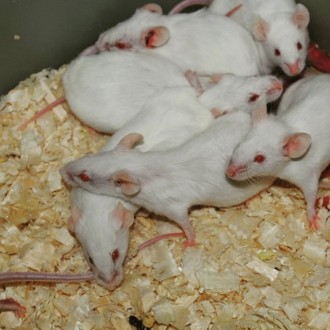 Специально выращенная лабораторная мышь для кормления хищников. Идеальный корм д. . фото 5