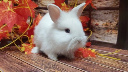 Декоративный кролик – достаточно интересное животное. В зависимости от породы, о. . фото 4