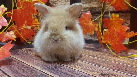 Декоративный кролик – достаточно интересное животное. В зависимости от породы, о. . фото 2