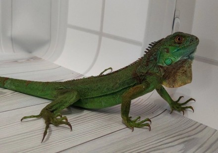 Зеленая игуана или обыкновенная игуана (лат. Iguana iguana) Крупная ящерица из с. . фото 5