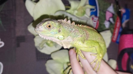 Зеленая игуана или обыкновенная игуана (лат. Iguana iguana)  Крупная ящерица из . . фото 2