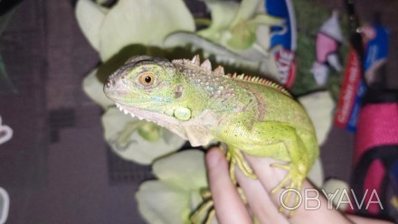 Зеленая игуана или обыкновенная игуана (лат. Iguana iguana)  Крупная ящерица из . . фото 1