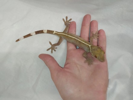 Полосатый геккон витатусЯвляется одной из самых популярных рептилий. Она часто с. . фото 8