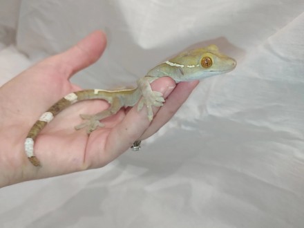 Полосатый геккон витатусЯвляется одной из самых популярных рептилий. Она часто с. . фото 4