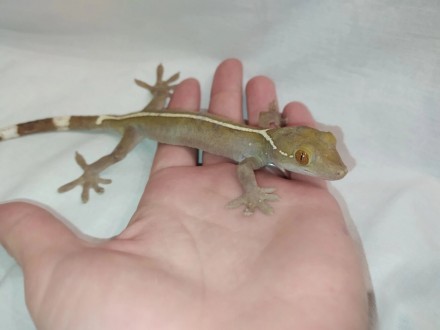 Полосатый геккон витатусЯвляется одной из самых популярных рептилий. Она часто с. . фото 2