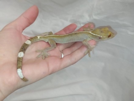 Полосатый геккон витатусЯвляется одной из самых популярных рептилий. Она часто с. . фото 3