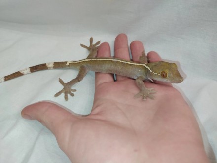 Полосатый геккон витатусЯвляется одной из самых популярных рептилий. Она часто с. . фото 9