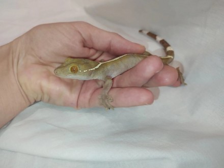 Полосатый геккон витатусЯвляется одной из самых популярных рептилий. Она часто с. . фото 6