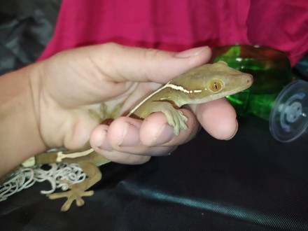 Полосатый геккон витатусЯвляется одной из самых популярных рептилий. Она часто с. . фото 2