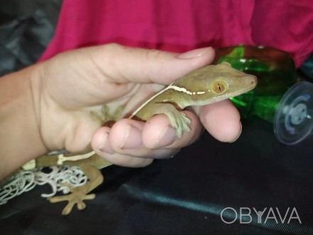 Полосатый геккон витатусЯвляется одной из самых популярных рептилий. Она часто с. . фото 1