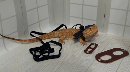 Оригинальный и стильный аксессуар для ящериц – шлейка для выгула рептилий.С помо. . фото 5
