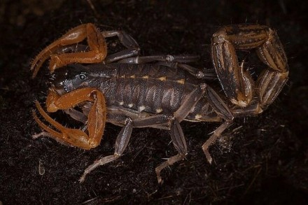 Описание: Скорпион Личас трикаринатус (Lychas tricarinatus) обитает в Восточной . . фото 2
