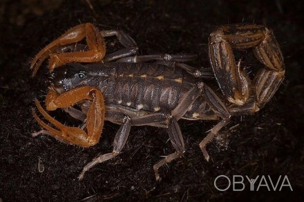 Описание: Скорпион Личас трикаринатус (Lychas tricarinatus) обитает в Восточной . . фото 1