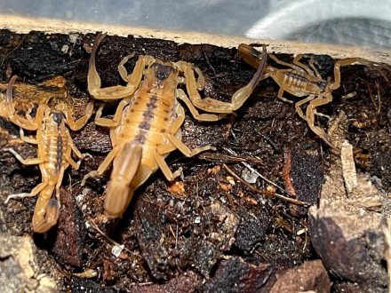 Описание: Скорпион Титус стигмурус (Тityus stigmurus) обитает в Бразилии. Растет. . фото 3
