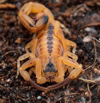 Описание: Скорпион Титус стигмурус (Тityus stigmurus) обитает в Бразилии. Растет. . фото 2
