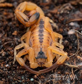 Описание: Скорпион Титус стигмурус (Тityus stigmurus) обитает в Бразилии. Растет. . фото 1