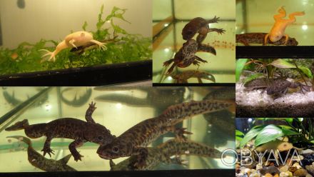 Продам комплект аквариумных животных (могут жить все в одном аквариуме): 2 испан. . фото 1