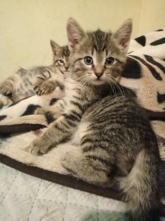 Отдам милых котят в хорошие руки. Харків. фото 1 Отдам милых котят в хорошие руки. Харків. фото 1