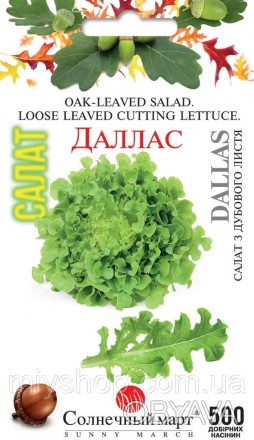 Класичний лаймово-зелений салат з глибоко лопатевим скуйовдженим дубовим листям,. . фото 1