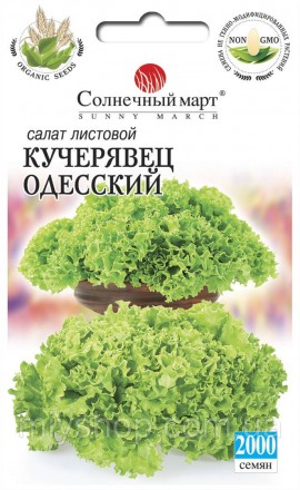 Салат листовой  Кучерявец Одесский 2000 шт Солнечный март. Лубны. фото 1