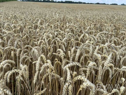 Насіннєве господарство реалізує насіння озимої пшениці 1 репродукції власного ви. . фото 1