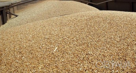 Покупаем пшеницу:
Пшеница 2-го класса 8100-8200грн/тонна.
Пшеница 3-го класса . . фото 1