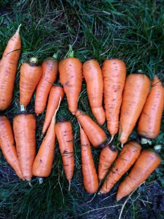 Продам моркву.. Лисичанськ. фото 1 Продам моркву.. Лисичанськ. фото 1