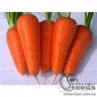Морковь Ред Кор 
Ранний сорт моркови типа Шантанэ, с отличными вкусовыми качеств. . фото 1