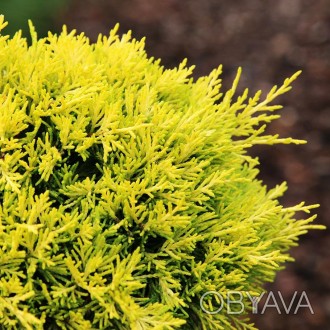 Можжевельник пфитцериана Еллоу Сапфир / Juniperus pfitzeriana Yellow Sapphire
Со. . фото 1