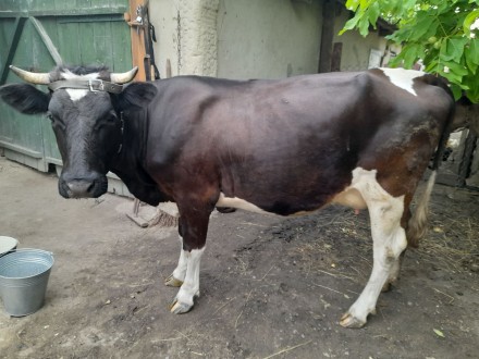 Продам корову молодая первый утел, корова очень хорошая звоните по номеру 095321. . фото 3