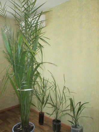 пальма финиковая, 15 лет, растет в 5 стволов, пышная, высота 2 метра 50 см, упир. . фото 3