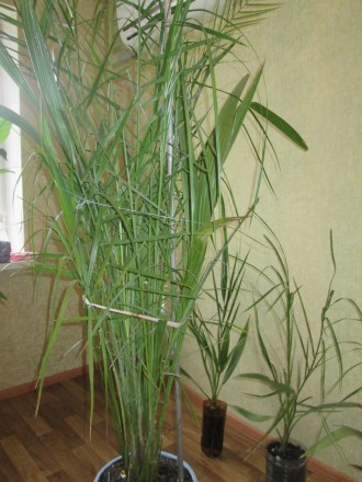 пальма финиковая, 15 лет, растет в 5 стволов, пышная, высота 2 метра 50 см, упир. . фото 4
