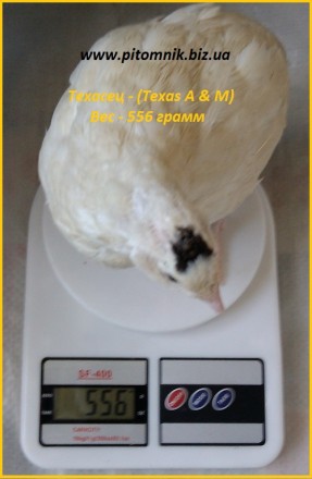 Яйца инкубационные порода "Техасский белый" - бройлер (США).

Питомн. . фото 3