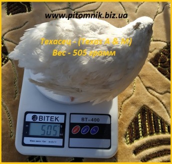 Яйца инкубационные порода "Техасский белый" - бройлер (США).

Питомн. . фото 6