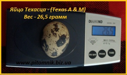 Яйца инкубационные порода "Техасский белый" - бройлер (США).

Питомн. . фото 7